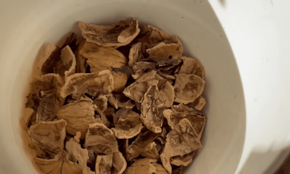 Škrupiny z vlašských orechov ako záchrana pre sadenice? Tento detail na dne kvetináča rozhodne viac, než tušíte