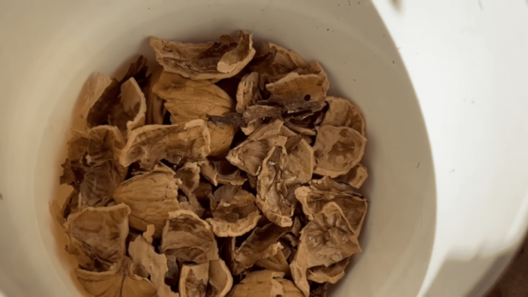 Škrupiny z vlašských orechov ako záchrana pre sadenice? detail na dne kvetináča rozhodne viac, než tušíte