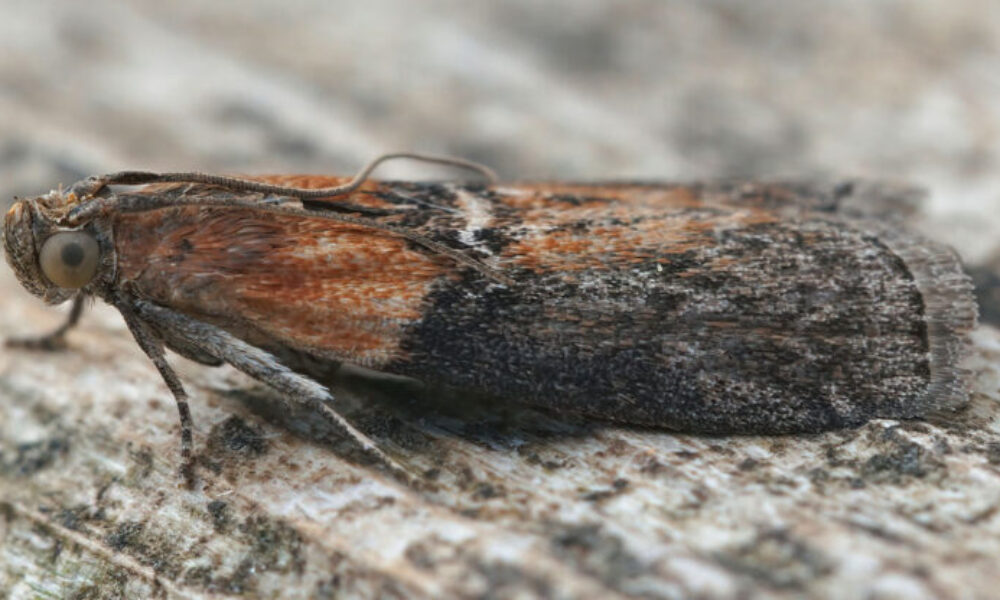 Potravinové mole sa mi vracali stále dokola – až kým som v špajzi nezmenila detail, ktorý som mesiace prehliadala