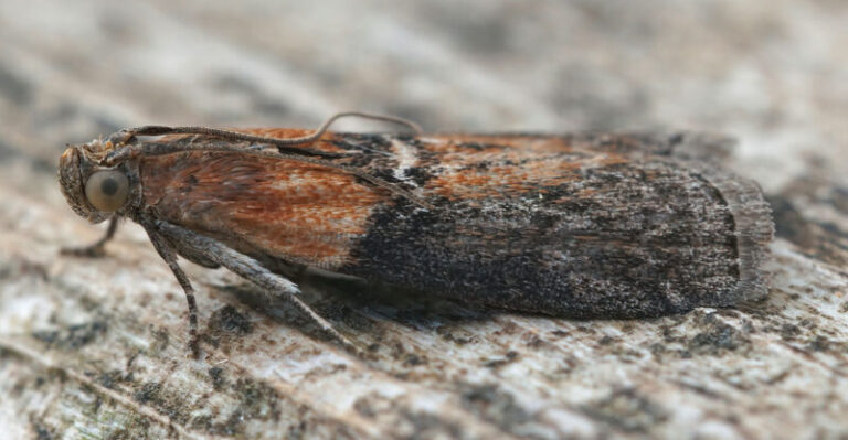 Potravinové mole sa mi vracali stále dokola – až kým som v špajzi nezmenila detail, ktorý som mesiace prehliadala