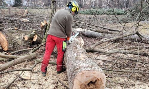 V historickom parku vyťali 149 stromov. Radnica hovorí o nutnosti kvôli bezpečnosti, ale mnohých to pobúrilo