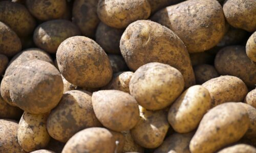 Lacné zemiaky ničia pestovateľov, na hektári prerábajú tisíce eur. Tým slovenským však pomáha zvláštny fenomén