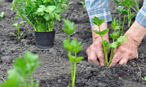 Zeler – ako na pestovanie tejto koreňovej zeleniny?