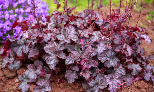 Heuchera – ako na pestovanie tejto okrasnej trvalky?