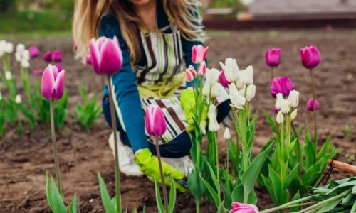 Tulipány – ako ich správne pestovať a kedy zasadiť?