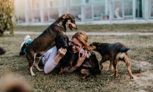 Pes z útulku alebo s rodokmeňom? Aké sú výhody?