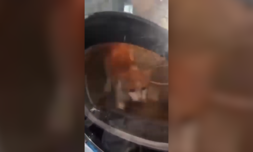 Případ kočky utýrané v sušičce: Policie stíhá dva mladíky. Hrozí jim tři a 1,5 roku vězení