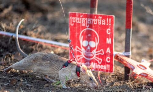 Rychlejší než smrt. Hrdinské krysy odhalují miny za pár minut, lidem to trvá několik dní