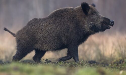 V lesích na Nymbursku se objevil nebezpečný virus. Pro psy a kočky znamená téměř jistou smrt