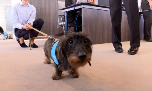 Hrůzy, o kterých se těžko mluví. Pražským policistům pomáhají při výslechu dětí psí asistenti