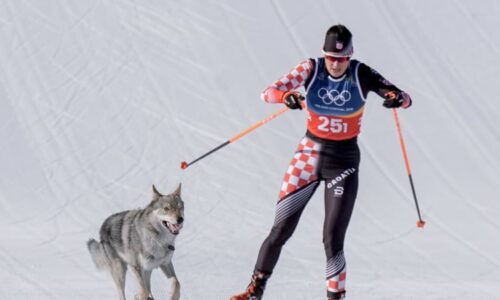 Kuriozita na ZOH: Pes narušil finiš ženského sprintu, ukazují záběry. V závodě byly i Češky