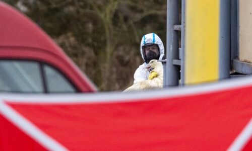 Kvůli ptačí chřipce bude utraceno čtvrt milionu nosnic. Nemoc hlásí velkochov na Královéhradecku