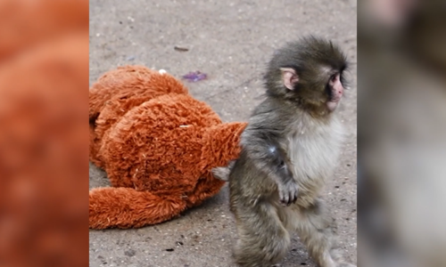 Matka opustila své mládě, malá opička sdílí lásku a radost s plyšákem. Videa jsou hitem sítí