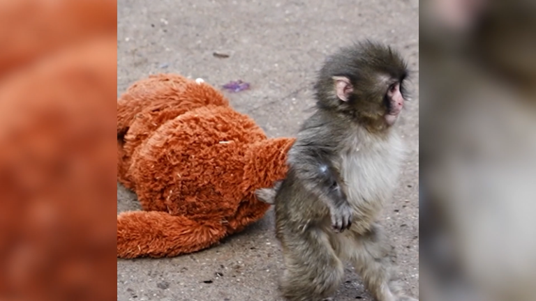 Matka opustila své mládě, malá opička sdílí lásku a radost s plyšákem. videa jsou hitem sítí