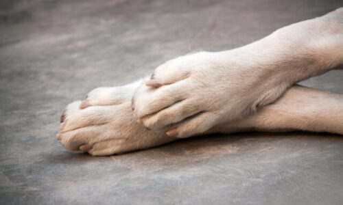 Muž zbil palicou psa tak, že doráňané zviera museli utratiť, dostal 18-mesačnú podmienku