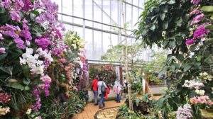 Tropická nádhera uprostred zimy: orchidey rozkvitli v košickej botanickej záhrade