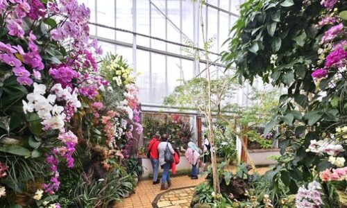 Tropická nádhera uprostred zimy: Orchidey rozkvitli v košickej botanickej záhrade