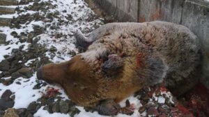 Medvede nespia a došlo k ďalšiemu incidentu: 162-kilogramový samec neprežil