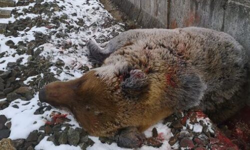 Medvede nespia a došlo k ďalšiemu incidentu: 162-kilogramový samec neprežil