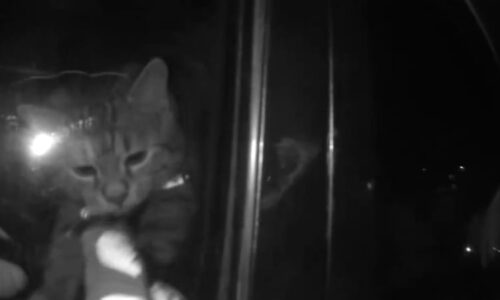 Kocour v České Lípě strávil ve vymrzlém autě dva dny. Video ukazuje jeho záchranu