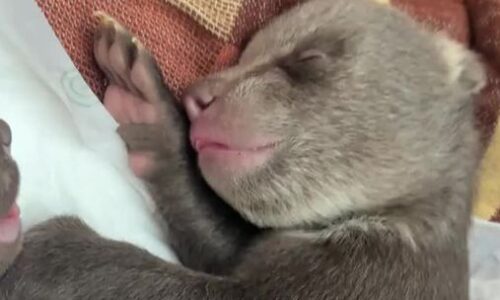 VIDEO: Nové správy z bojnickej zoo: Pozrite sa, ako sa darí medvieďatám