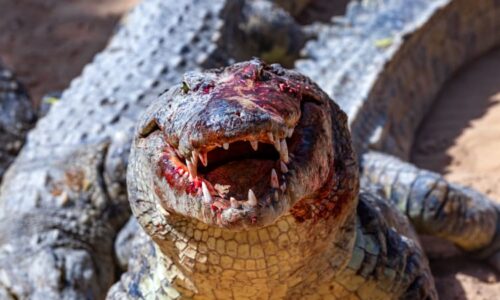 Krokodýlí útok v Indonésii: Ženu zvíře roztrhalo na kusy, obyvatelé z plaza ostatky vyřízli