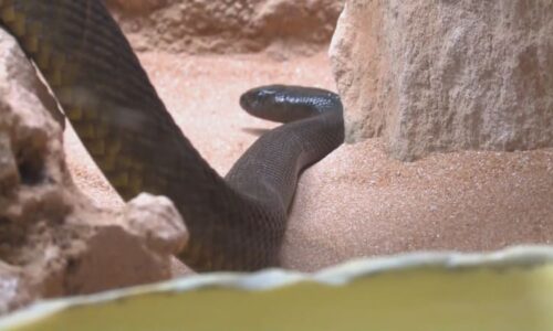 Uštknutí jedovatým taipanem v Teplicích: Ten muž šel poté spát? Nenormální risk, nechápe expert