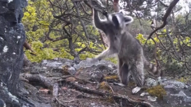 Roztomilí mývalové se zabydlují v česku. rodinku zahlédli u prahy, jinde již tropí neplechu