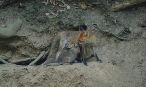 Spor o norování lišek: Zbytečně krutá metoda, nebo nutné zlo? Neshodnou se ani vládní politici