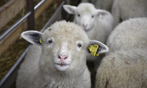 Tradičné sviatočné mäso je pre väčšinu Slovákov luxusom. Ceny pôjdu hore aj tento rok