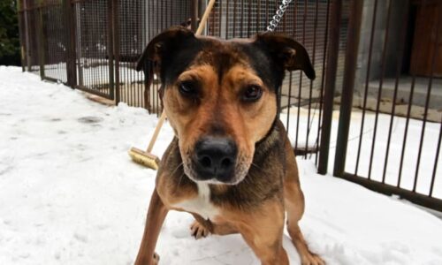 Z podpory útulků se v Praze vyklubala seznamka pro muže. Měly dorazit modelky a influencerky