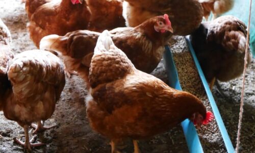 Slepice v podestýlkovém chovu trpí, pořád musejí bojovat, tvrdí šéf svazu zemědělců