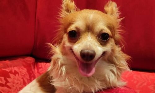 Päťročný psík umieral v bolestiach, nechával za sebou kaluže krvi. Zlyhala veterinárna klinika?