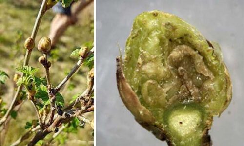 Tajomstvo dokonalej úrody ríbezlí sa ukrýva v jedinom zimnom kroku, ktorý väčšina záhradkárov trestuhodne ignoruje a potom plače nad prázdnymi košmi.