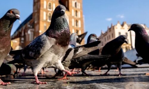 Co s přemnoženými holuby? Za hranicemi Česka vsadili na vyhubení pomocí antikoncepce