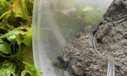 Premenila som svoju záhradu na raj bez slimákov vďaka jednoduchej rutine, ktorú musíte urobiť hneď, ako sa roztopí posledný sneh na vašich záhonoch!