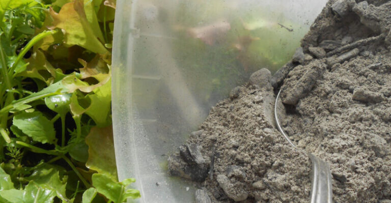 Premenila som svoju záhradu na raj bez slimákov vďaka jednoduchej rutine, ktorú musíte urobiť hneď, ako sa roztopí posledný sneh na vašich záhonoch!