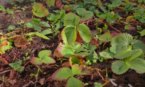 Túto liečbu vykonajte okamžite: Ak neurobíte tento jeden zásah do konca marca, v lete zaplačete nad prázdnymi hriadkami a kyslými plodmi jahôd!
