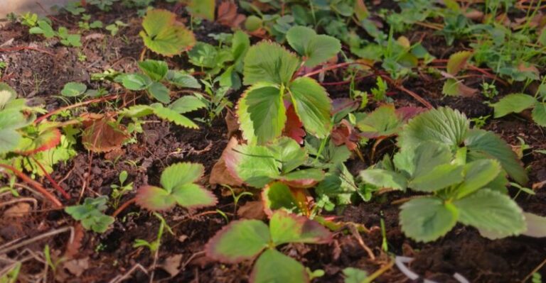 Túto liečbu vykonajte okamžite: ak neurobíte jeden zásah do konca marca, v lete zaplačete nad prázdnymi hriadkami a kyslými plodmi jahôd!