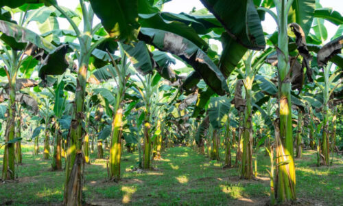 Banánová apokalypsa na obzoru? Houba může znamenat konec pro nejpopulárnější ovoce