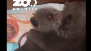 : z týchto záberov budete „namäkko". pozrite, ako sa osirelé medvieďatá ukladajú na spánok