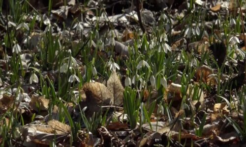 Bílá záplava sněženek a bledulí začala. Unikátní rozkvetlý les najdete na Moravě