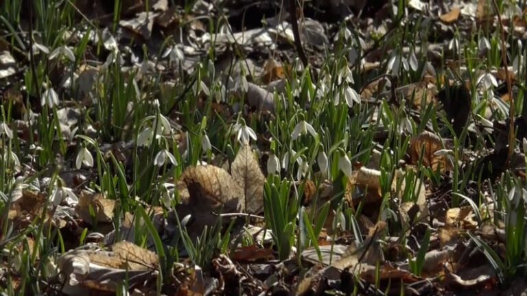 Bílá záplava sněženek a bledulí začala. unikátní rozkvetlý les najdete na moravě