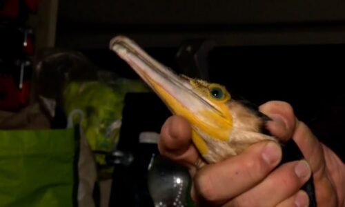 Biblická pohroma v Česku: Migrující kormoráni v našich vodách požírají celé rybí populace