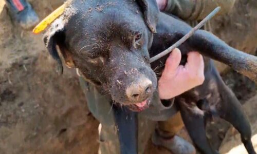 Drama v noře: Pes uvízl při hledání postřeleného prasete. Zasahovaly čtyři hasičské jednotky