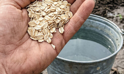 Zabudnite na drahú chémiu z obchodu, riešenie za pár centov nakopne korene aj listy tak, že nebudete stíhať zbierať plody v záhrade!