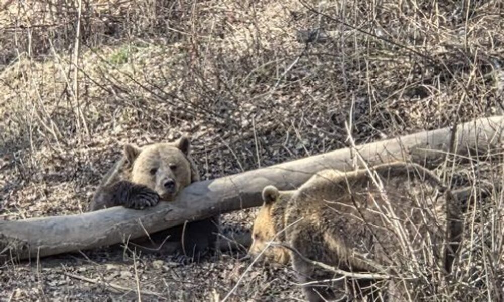 Medvede z Košíc čaká sťahovanie do Čiech. Návštevníci ich môžu vidieť už len niekoľko dní