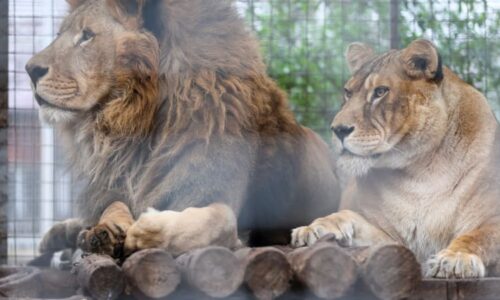 Lvi napadli v zoo holčičku, ukazuje video z Číny. Ošetřovatel se o ni se šelmami přetahoval