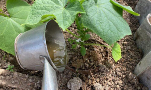 Každý rok som robil tú istú chybu, až kým mi skúsený záhradník nepovedal o tomto triku s cibuľovými šupkami a inými zvyškami z kuchyne!