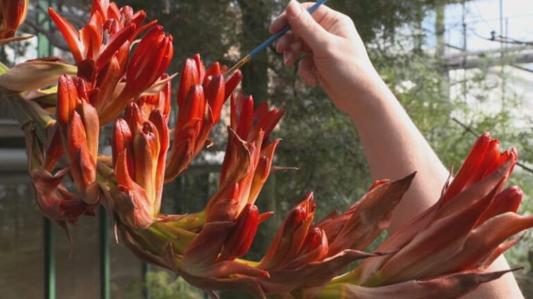 Obří lilie vykvetla pod ještědem po 31 letech. záběry ukazují, proč láká lidi z celého česka